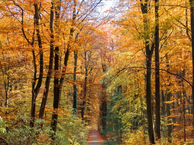 Forêt de Soigne